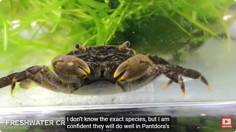 거대한 수조에 열대우림 환경을 조성해놓으면 생기는 일 - 4 | 인스티즈