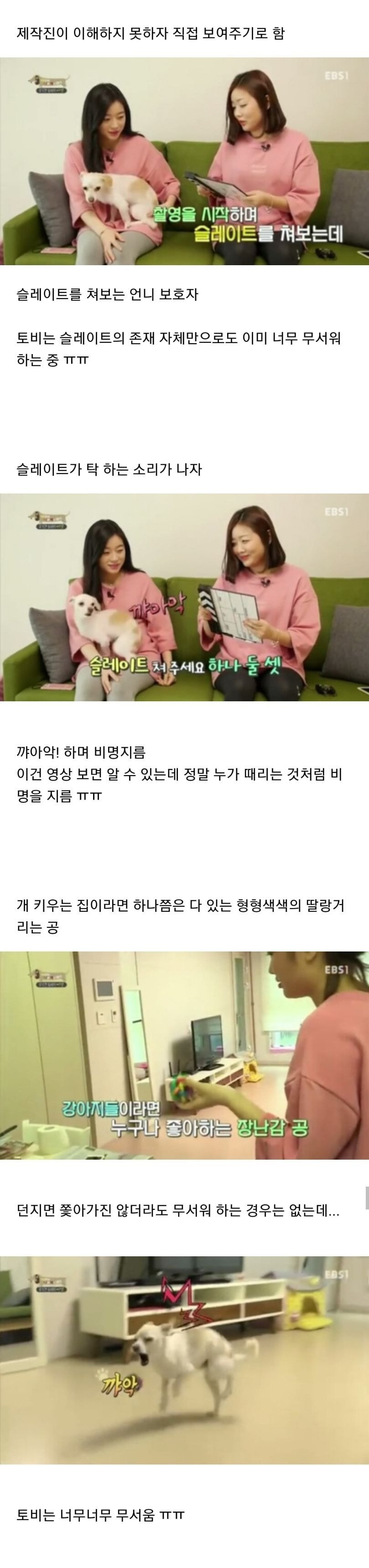 유기견이었던 강아지 토비가 바람만 불어도 비명을 지르는 충격적인 이유.jpg | 인스티즈