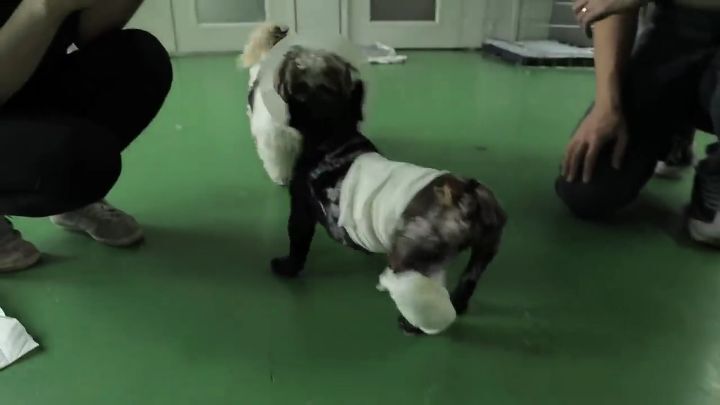 교통사고난 유기견 입양한 설채현 수의사 그리고 윙크 근황😉 | 인스티즈