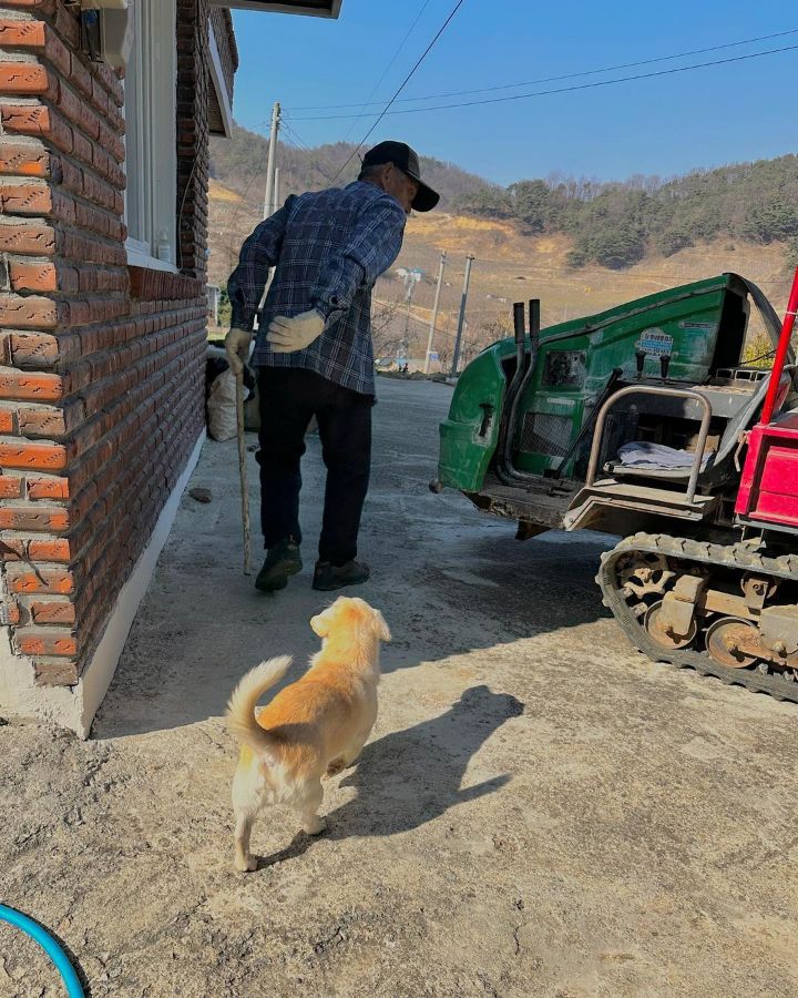 강아지 짱절미 투병근황 | 인스티즈