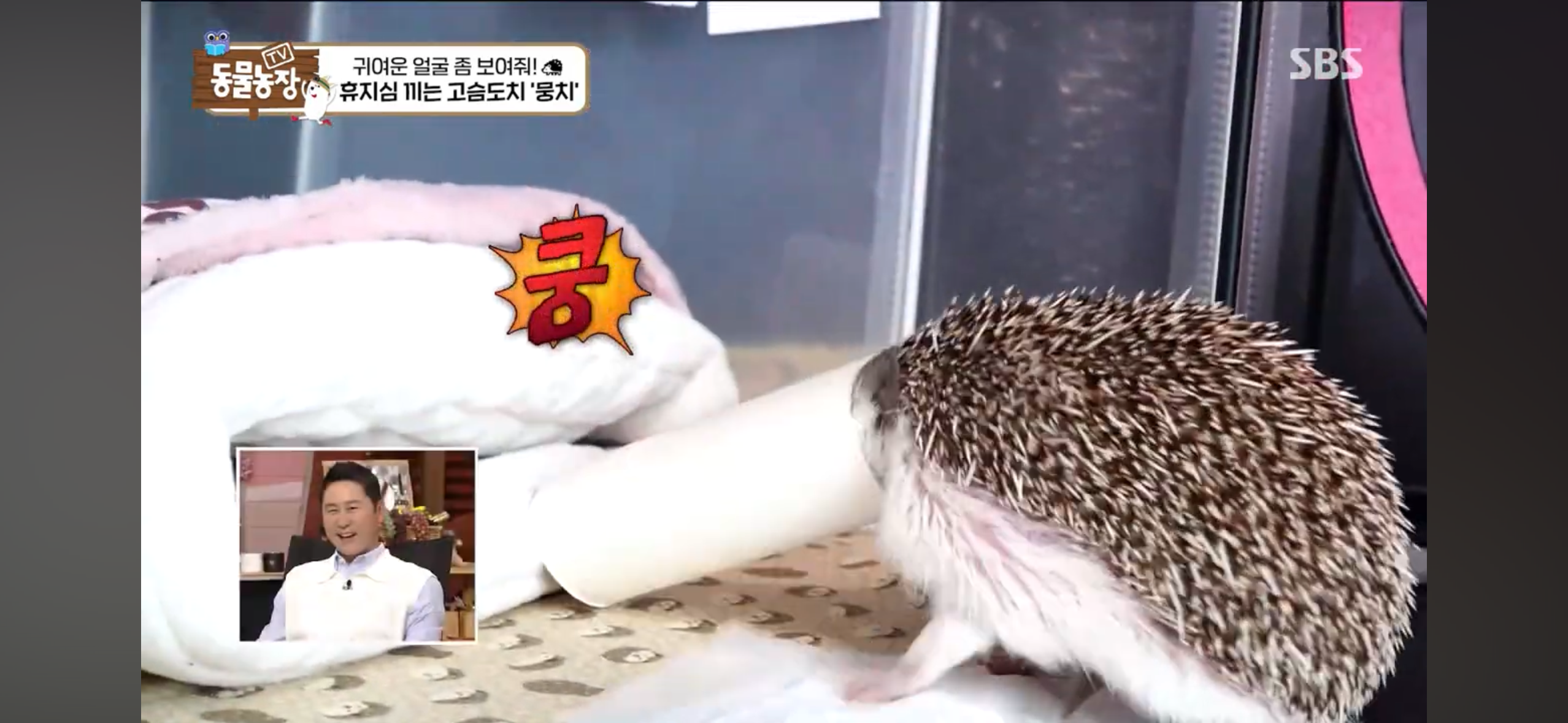 따봉고슴도치 휴지심 좋아도치 | 인스티즈