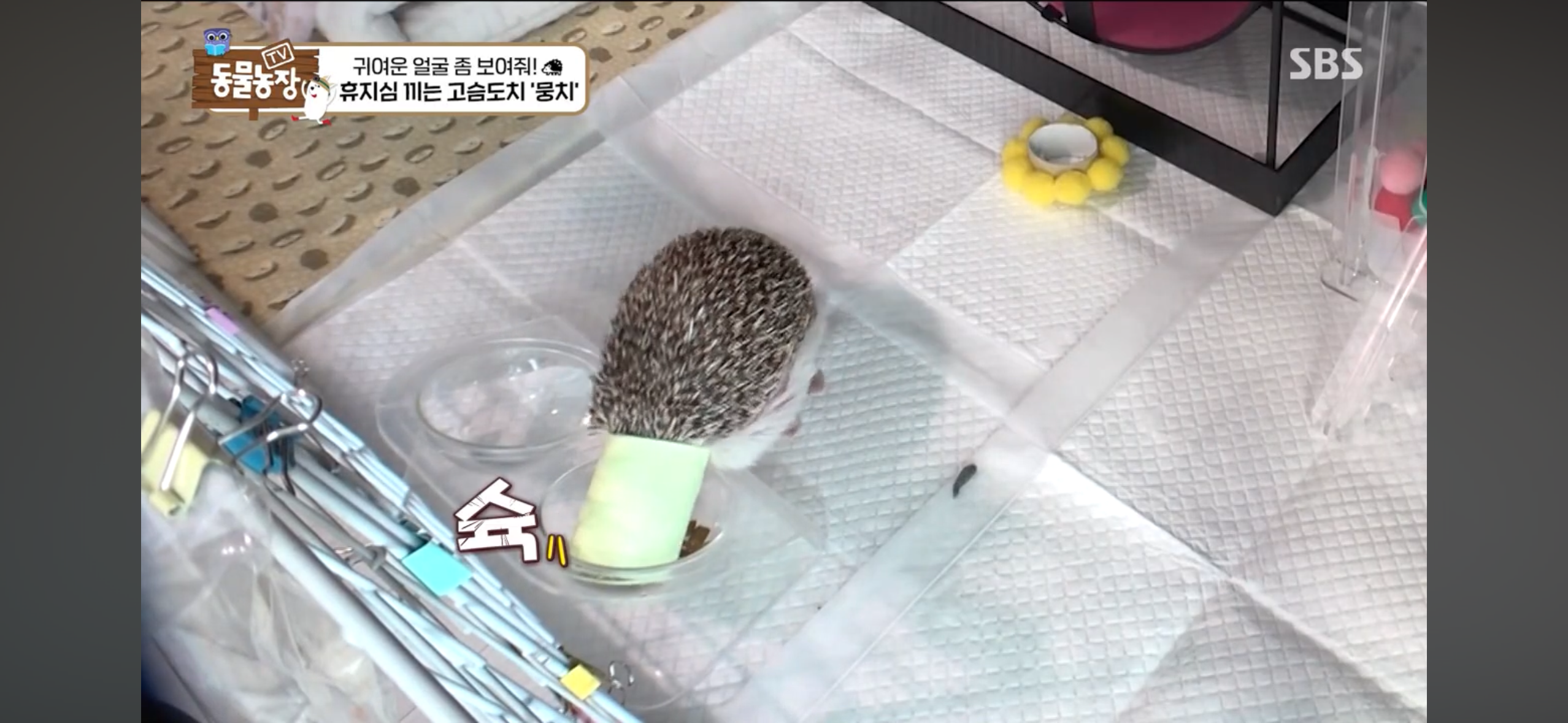 따봉고슴도치 휴지심 좋아도치 | 인스티즈