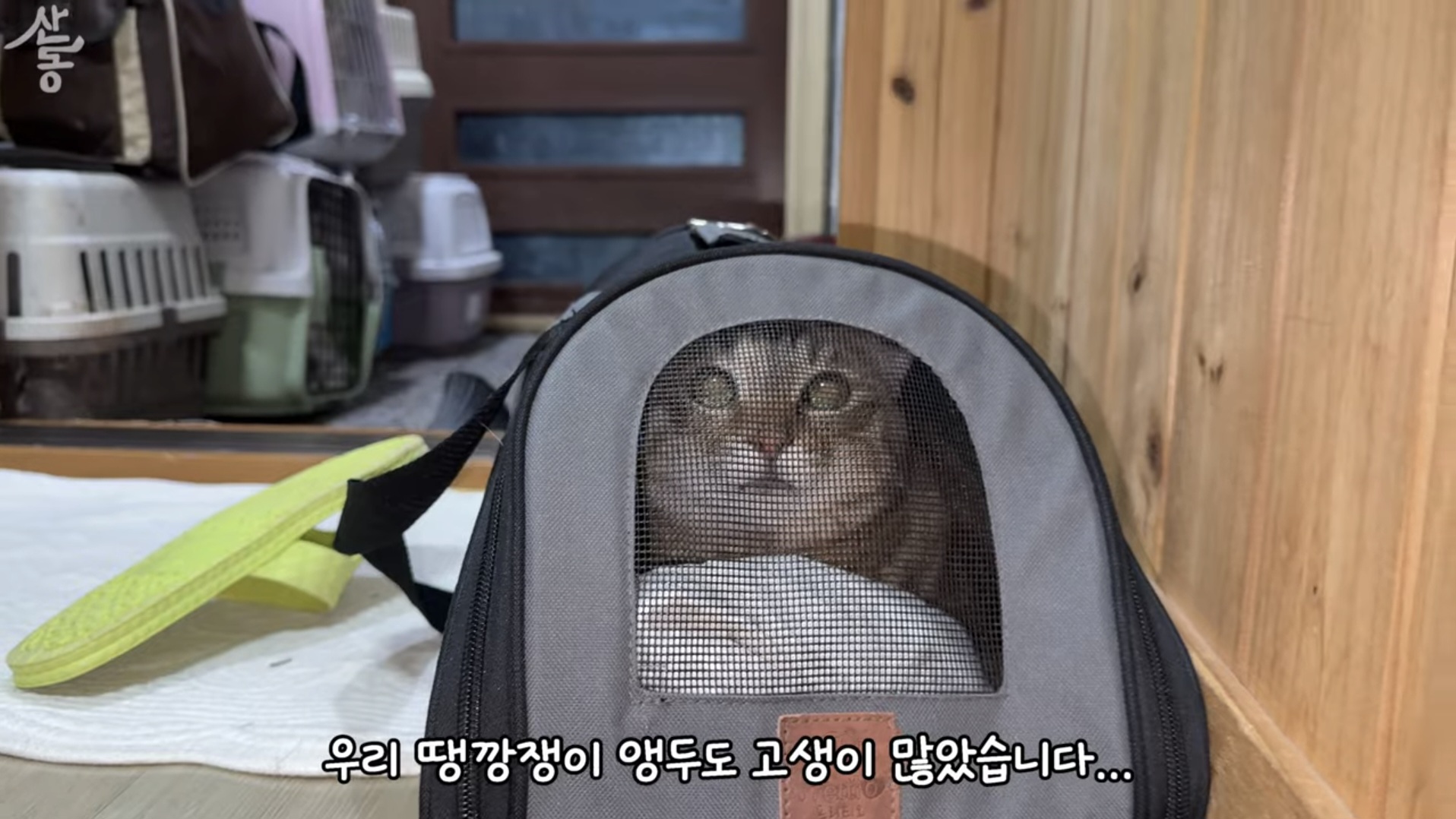 산불때문에 고양이 16마리와 대피한 유튜버 | 인스티즈