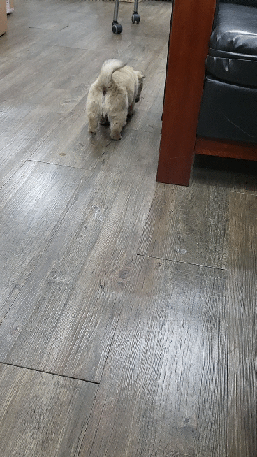 (공지라니... ++추가)새로생긴 회사 복지.. 미쳐서 도저히 일을 못하겠네.. (추가....)++추가 | 인스티즈