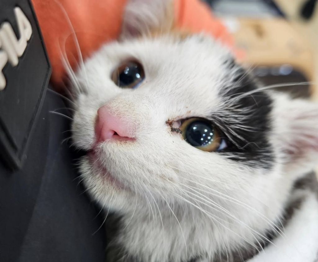 차 본넷에 새끼고양이 가둔채로 달린 차주 | 인스티즈