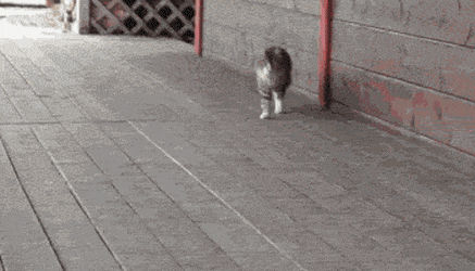 [hahaha] 뚱땅이 걸음걸이가 정말 특이하다는걸 한눈에 알아볼수있는 짤🐾 | 인스티즈