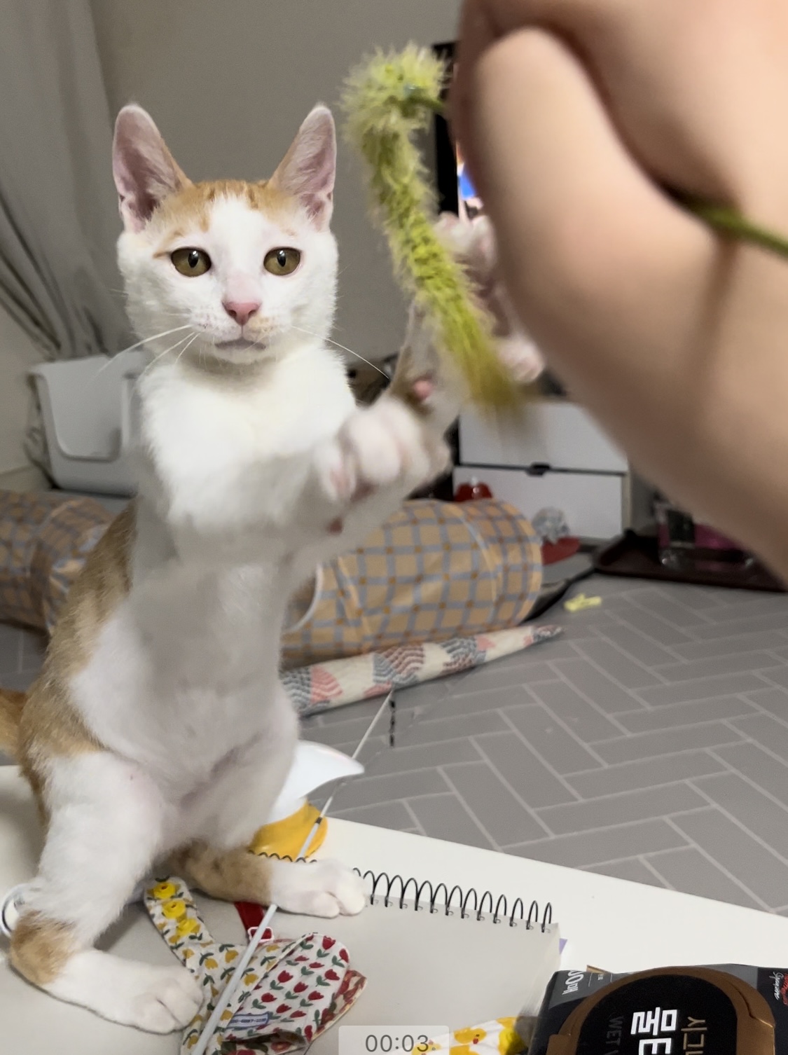 고양이랑 놀아주는 방법 | 인스티즈