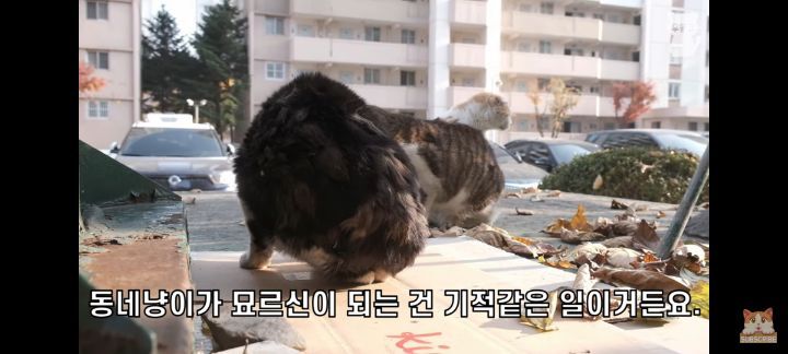 아깽이보다 100배는 만나기 어려운 묘르신들 | 인스티즈
