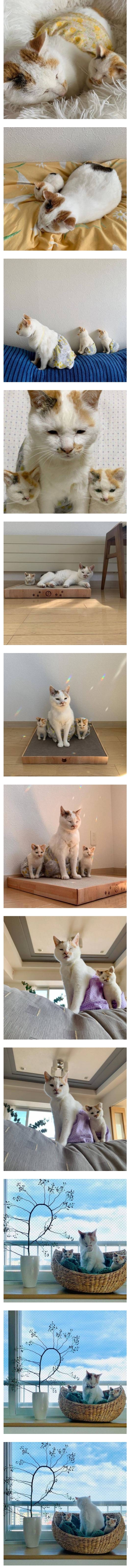 자기랑 똑닮은 미니미가 있는 엄마냥이 | 인스티즈