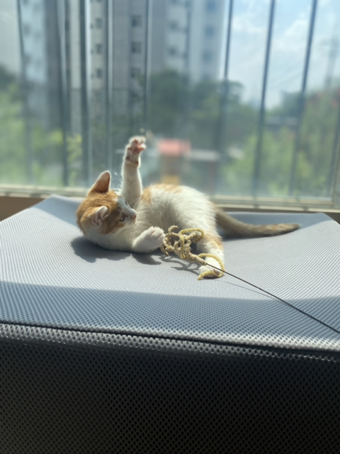 냥줍한지 한달 된 우리 고양이 보고가~!~! | 인스티즈