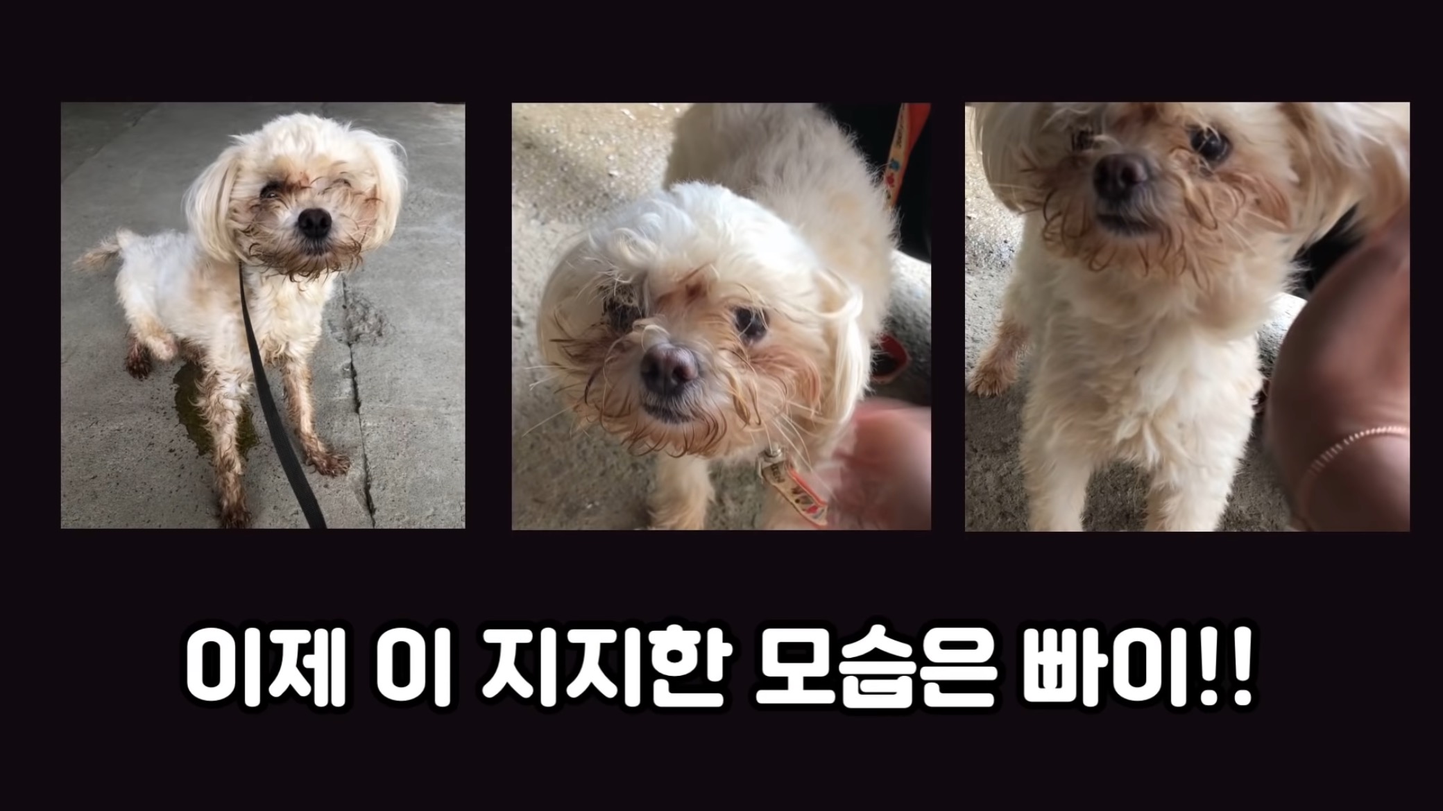 "공고번호 411번" 강아지가 입양되기 전 후 모습.jpgif | 인스티즈
