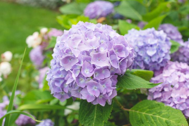 보라색 이미지
