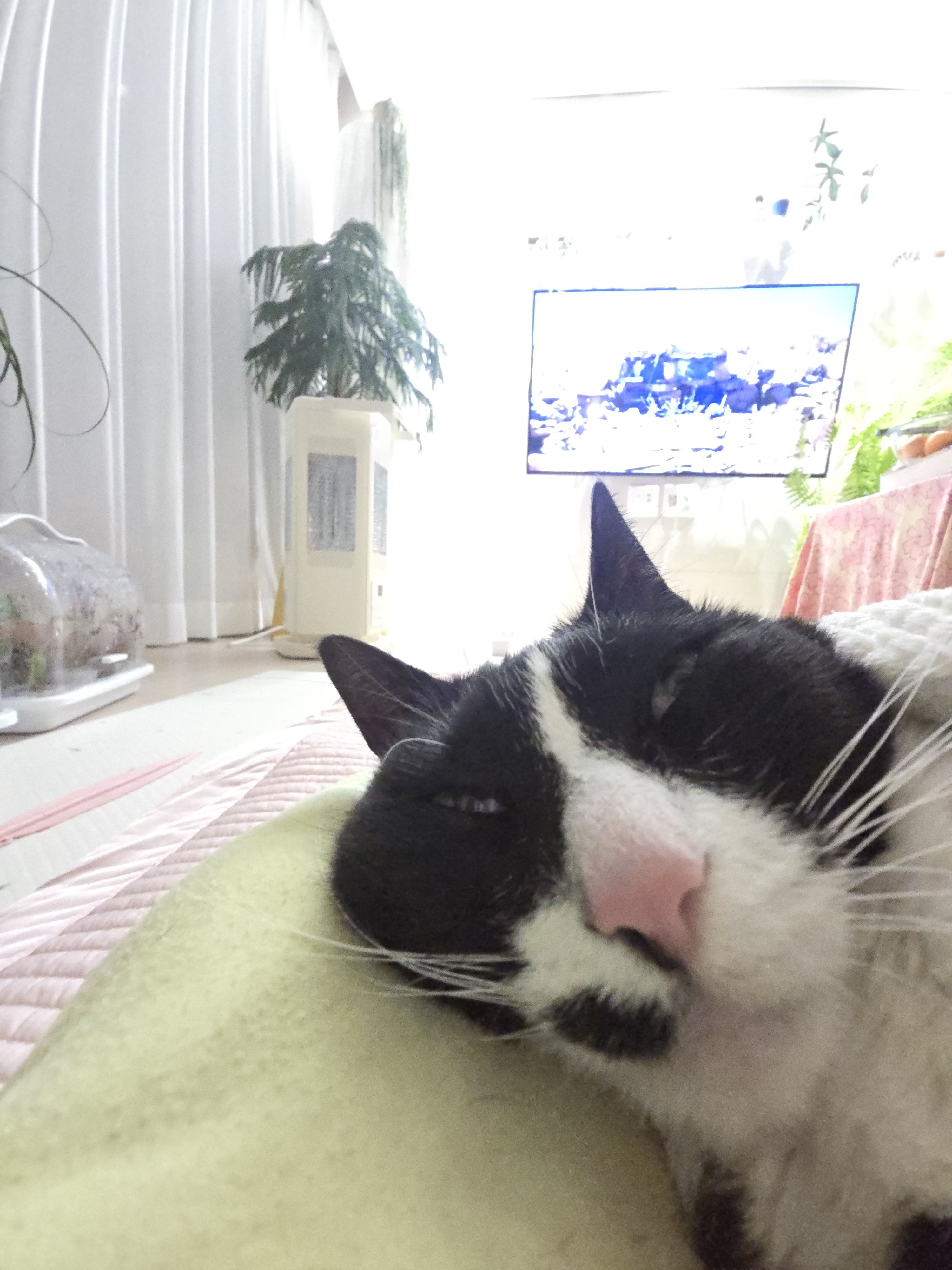 안주 뽏이는 고양이 어떤데 ㅋ 5나탄 ㅋ | 인스티즈