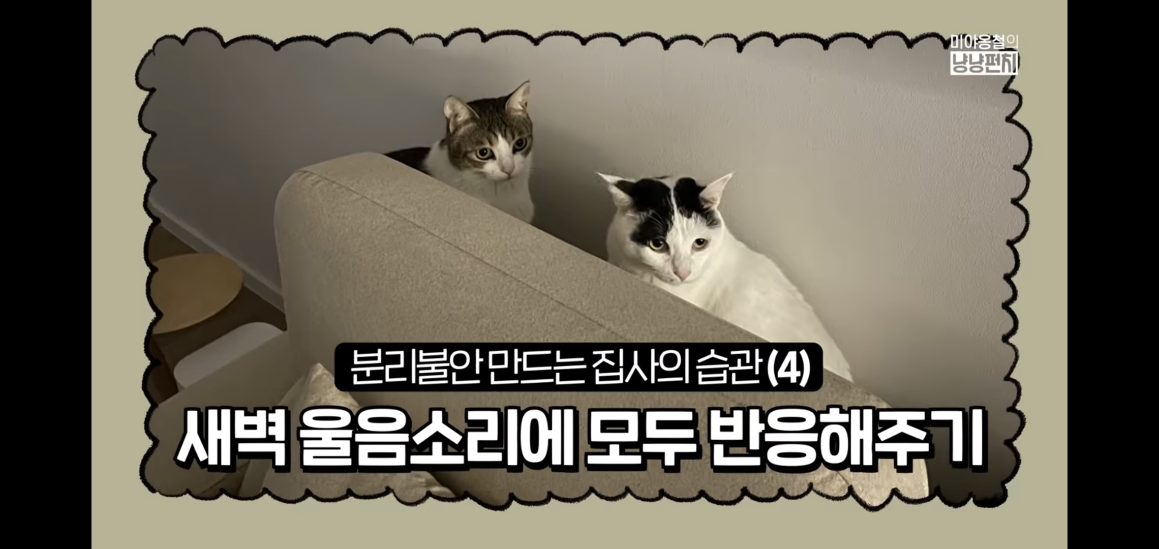 고양이 분리불안을 만드는 집사의 5가지 행동.jpg | 인스티즈