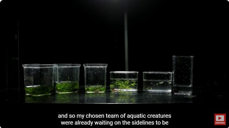 거대한 수조에 열대우림 환경을 조성해놓으면 생기는 일 - 4 | 인스티즈