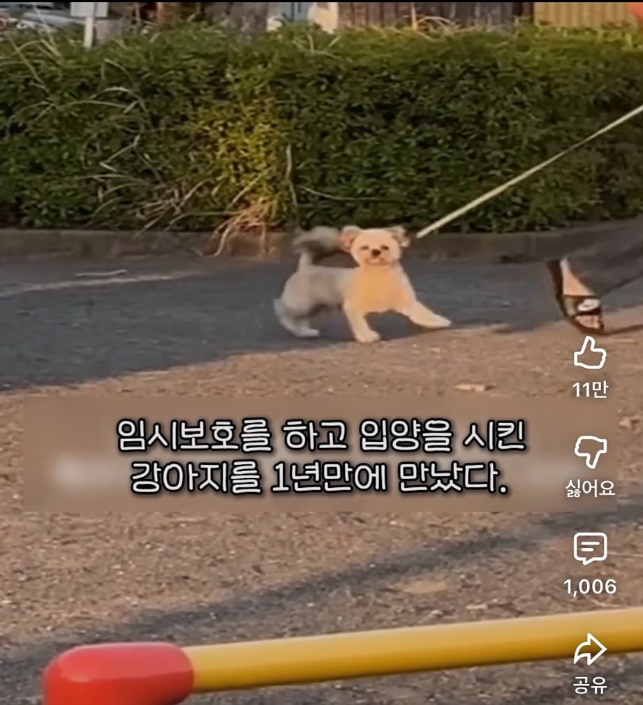 입양 간 강아지가 1년만에 임보자를 알아볼까? | 인스티즈