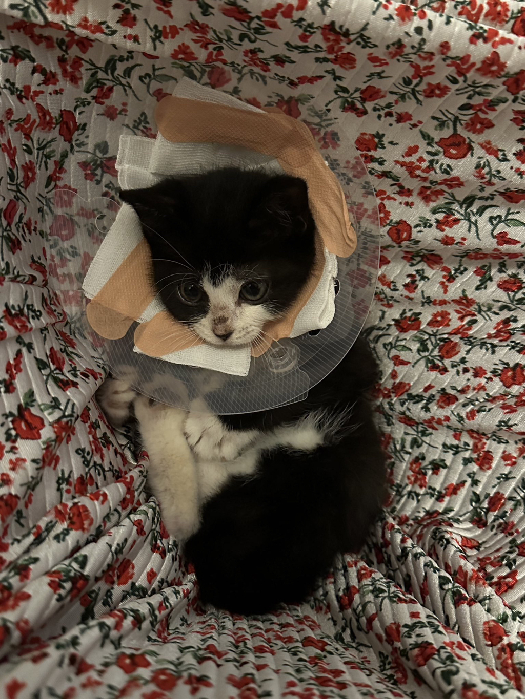 집안 가득 꺄악 소리 울려퍼짐 | 인스티즈