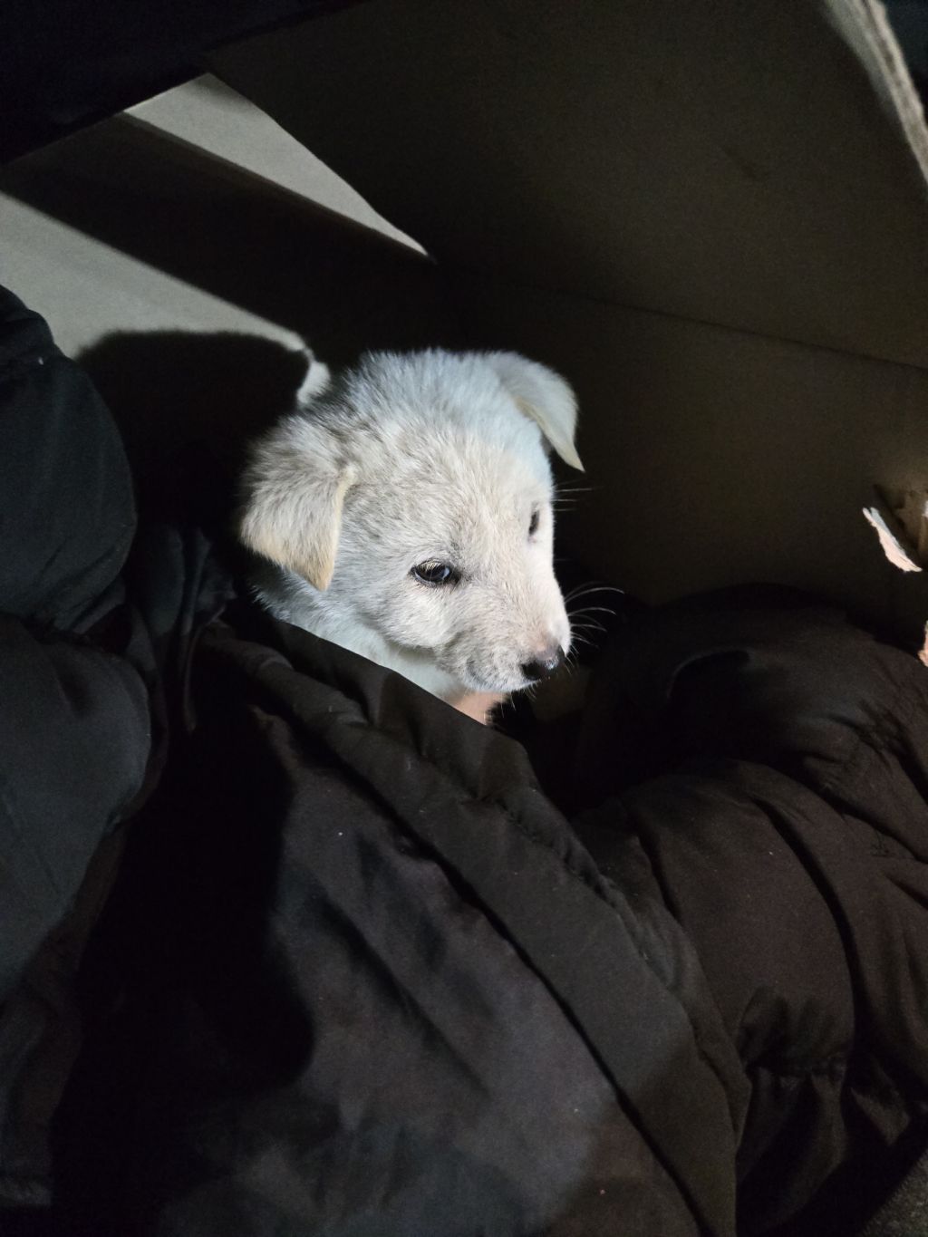 (입양홍보) 입양 무산 2번, 바미의 가족이 되어줘!💖 | 인스티즈