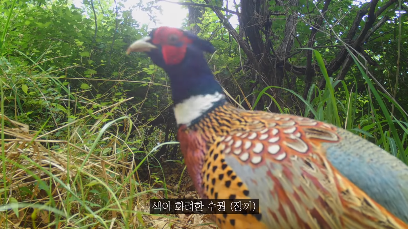 60일간의 방치한 카메라에 찍힌 산 속 동물들 | 인스티즈