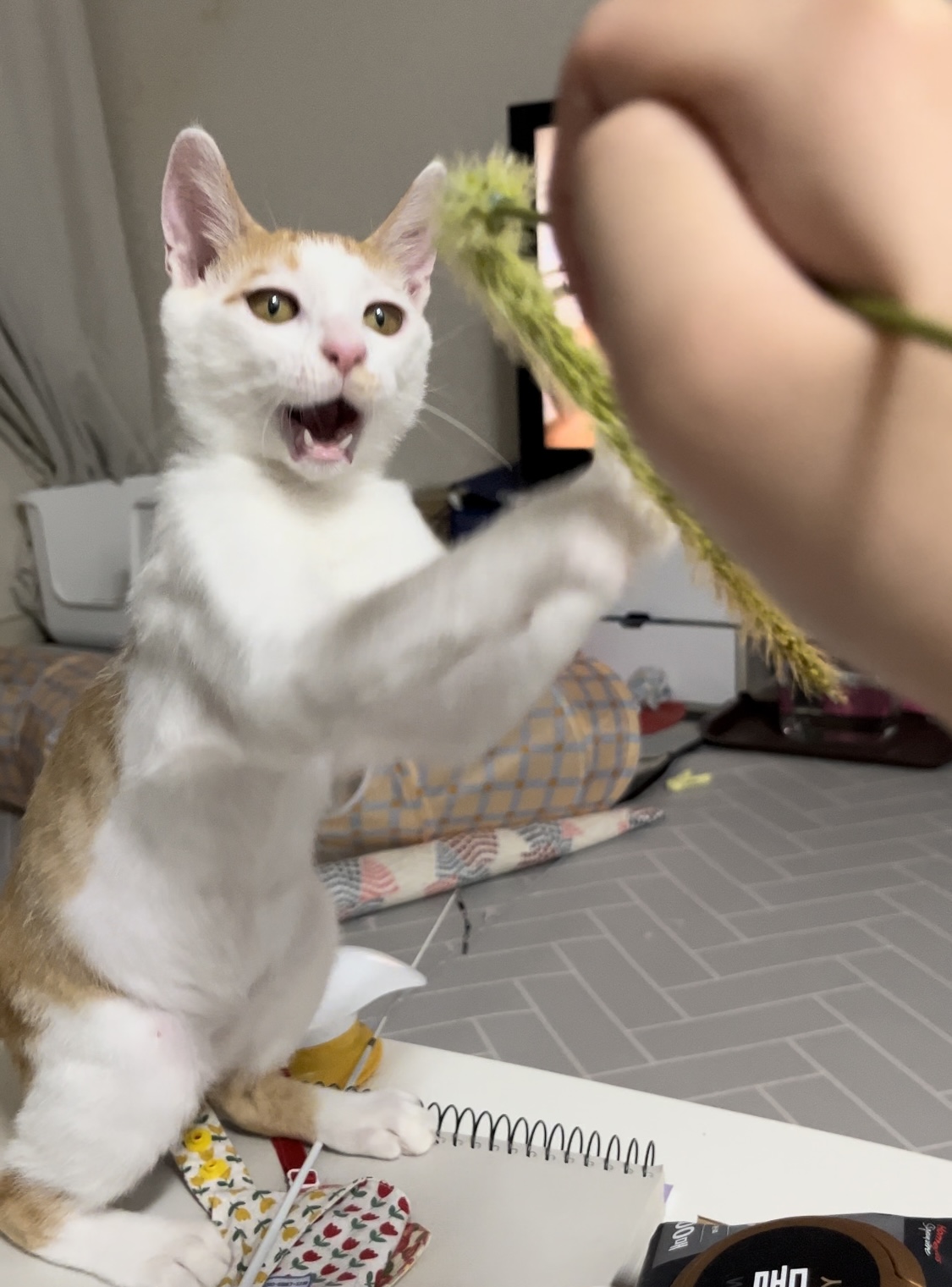 고양이랑 놀아주는 방법 | 인스티즈