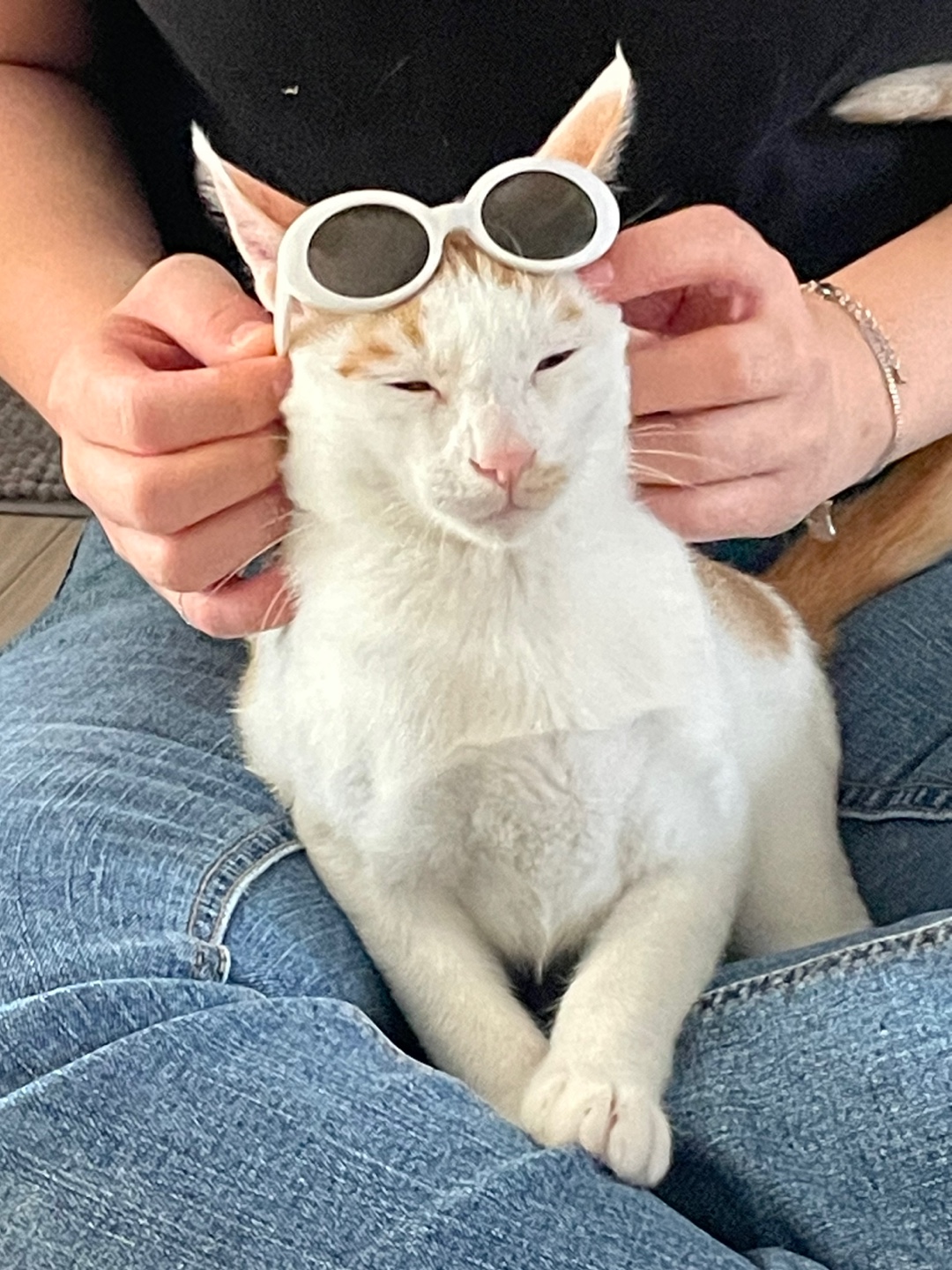 미나명이나물 닮은 고양이 | 인스티즈