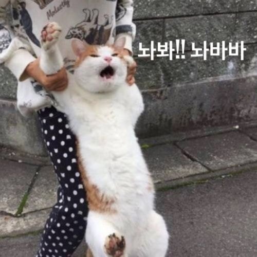 유니클로 히트텍 대체품 발열도 비교 | 인스티즈