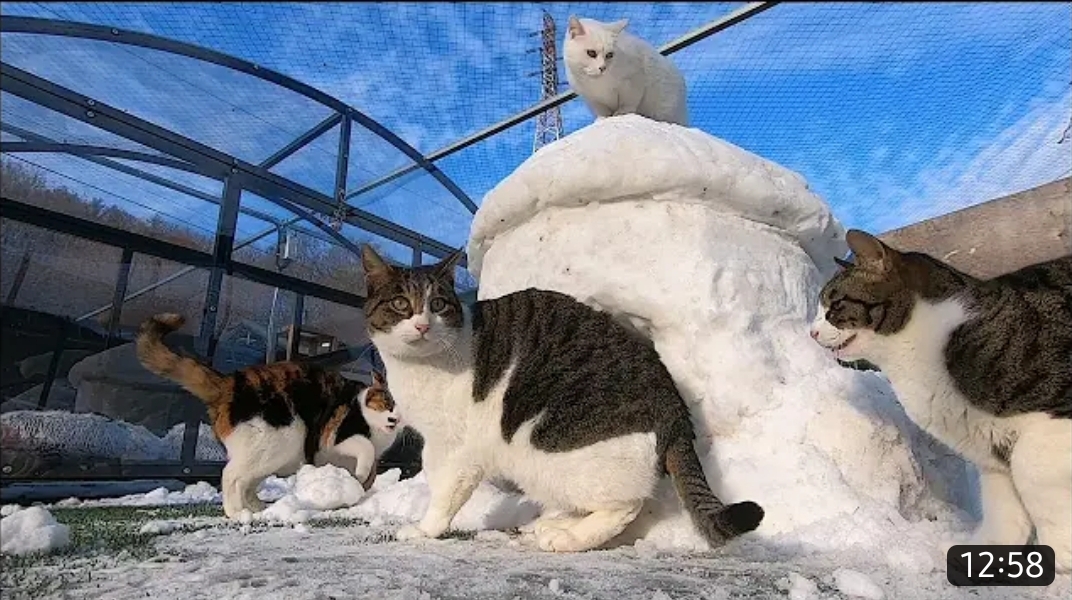 눈으로 집 만들어줬는데 갑자기 싸우는 하하하네 고양이들.gif | 인스티즈