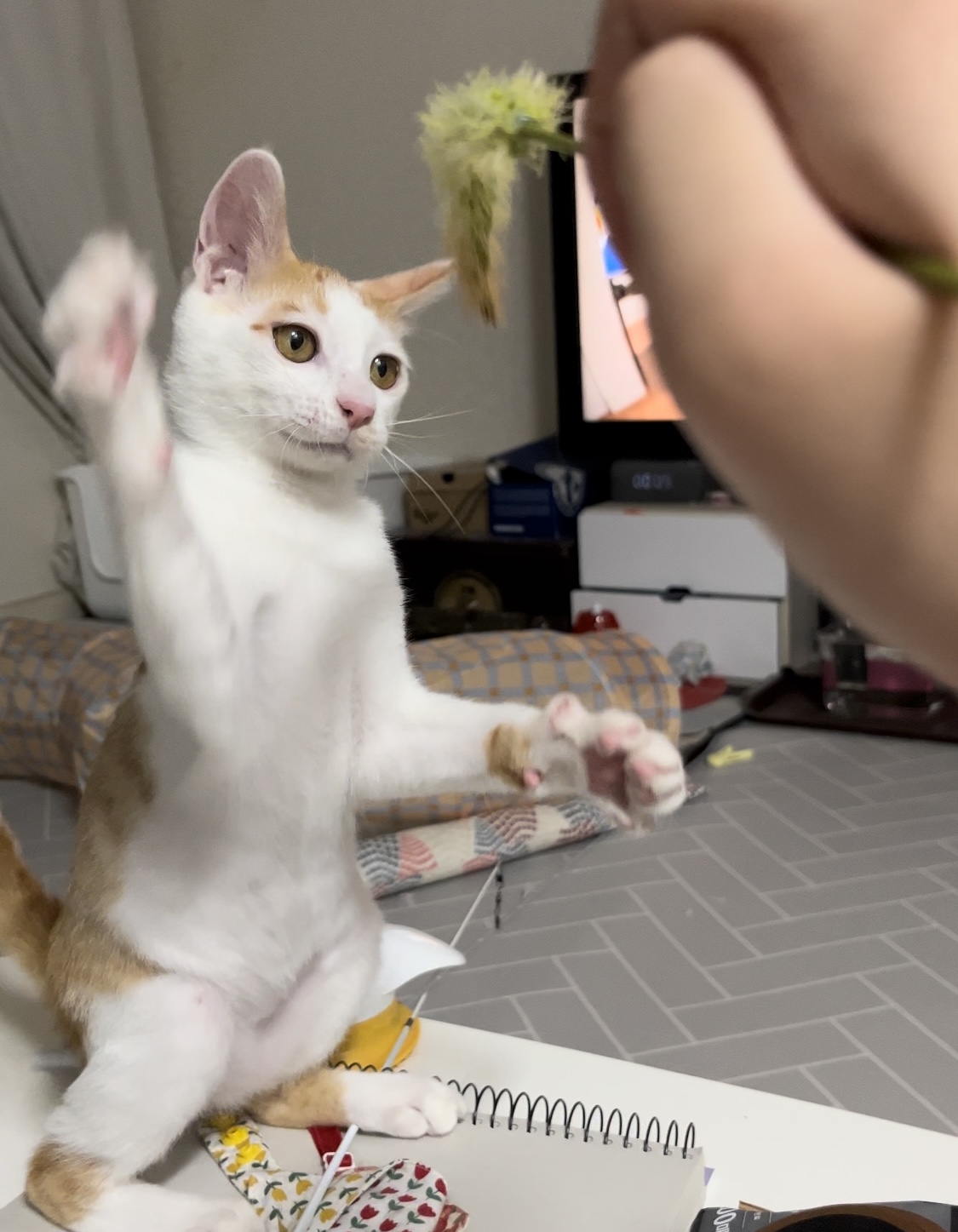 고양이랑 놀아주는 방법 | 인스티즈