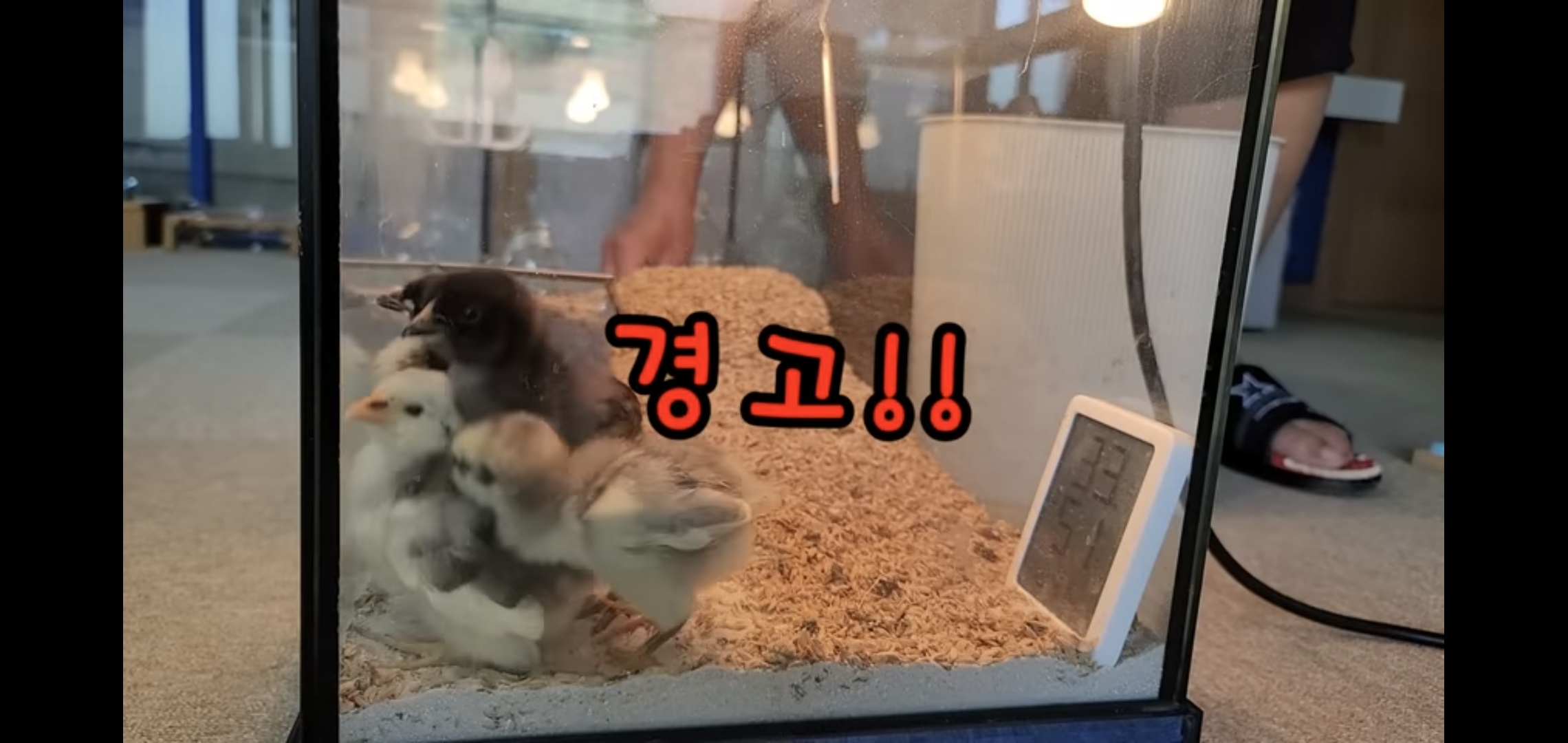 오늘자 폭력적이고 불쌍한 영상 올린 유튜버 매탈남.jpg | 인스티즈