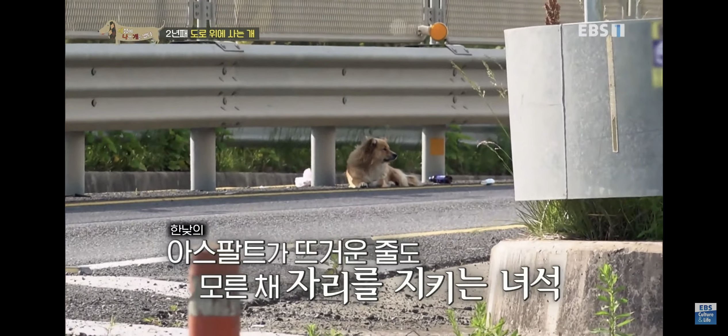 2년동안 도로 위에서 위험하게 생활했던 유기견 마루 | 인스티즈