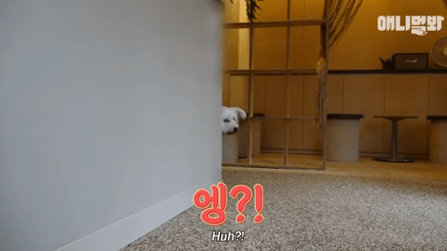 수줍음이 많은 강아지가 사람을 좋아하는 법 | 인스티즈