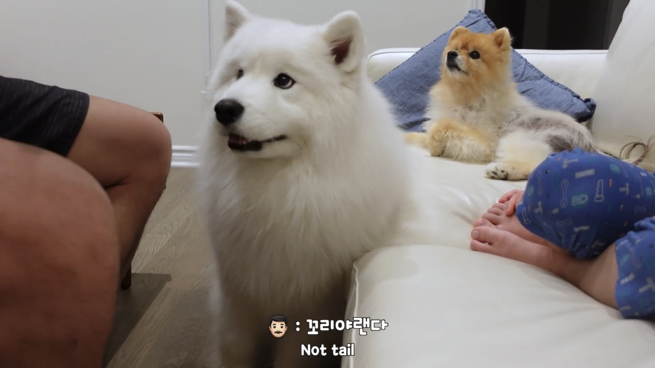 사모예드와 흔들리는 이 뽑는 법 | 인스티즈