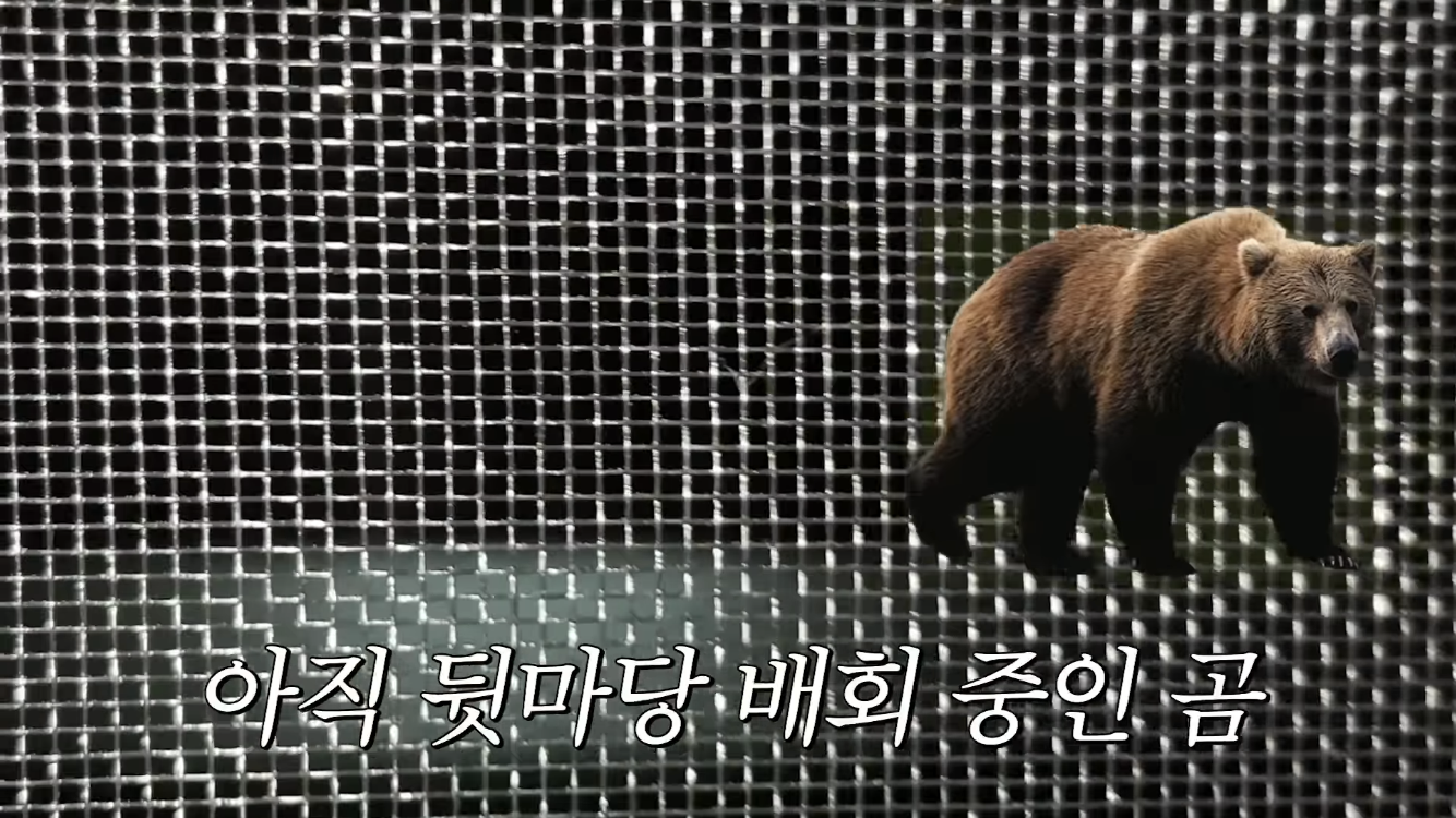 미국 이민갔는데 집에서 곰 나옴… | 인스티즈
