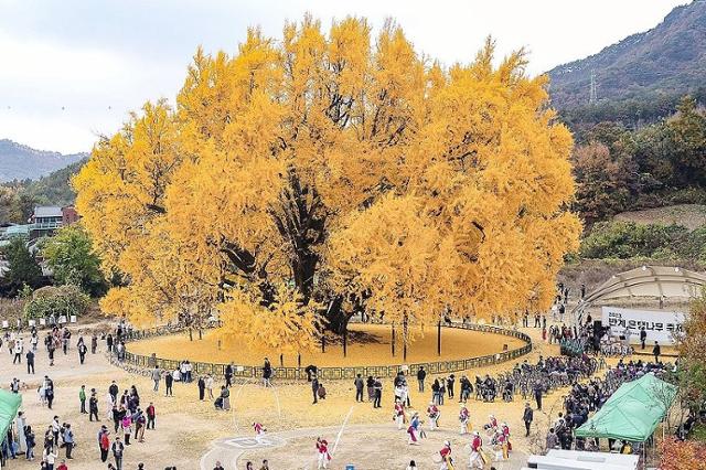 나무가 너무 영험하게 생겨서 붙여진 경고문 | 인스티즈