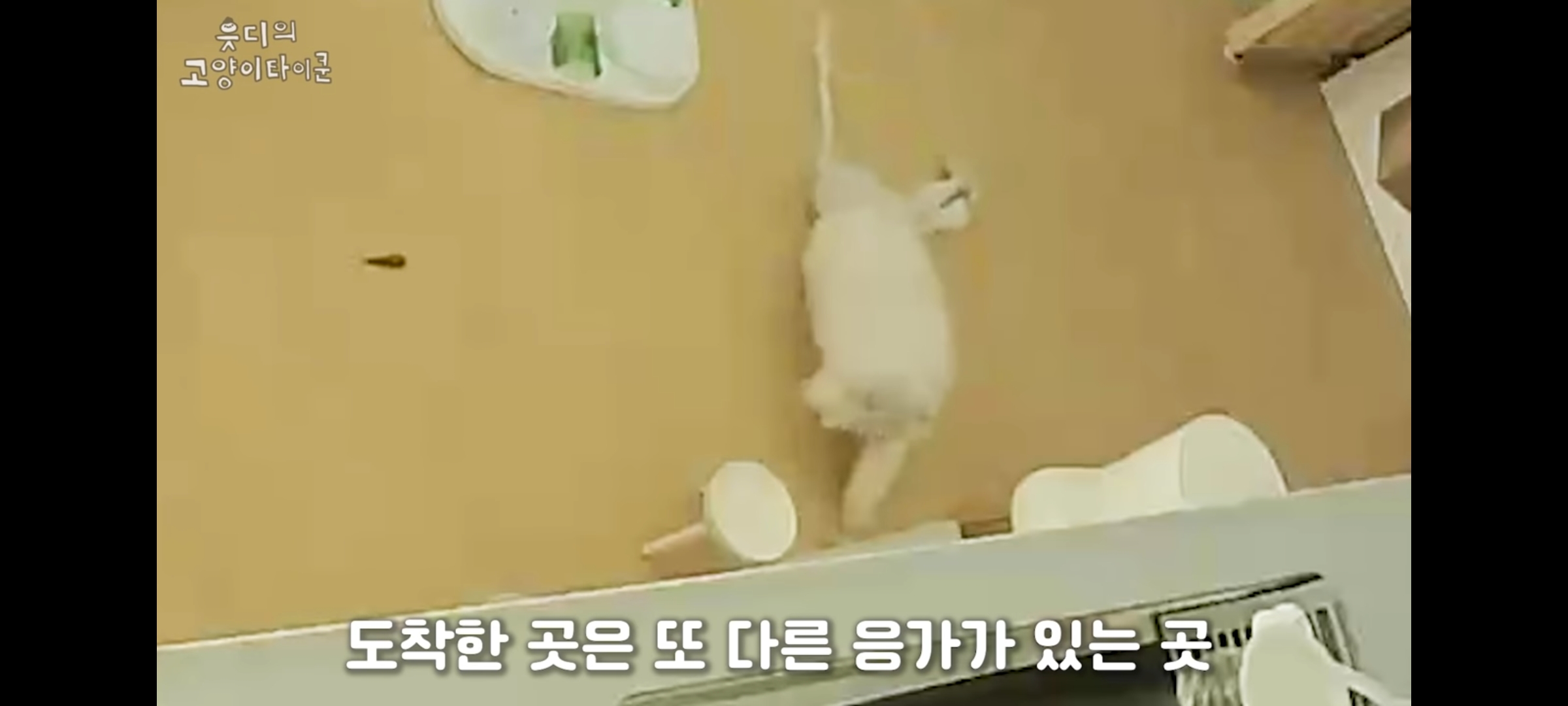 cctv보고 오열😭 응가실수하고 혼자 치우려는 고양이 | 인스티즈