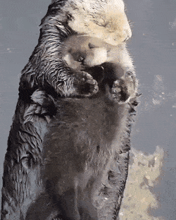 새끼가 이뻐 죽겠는 엄마해달.gif | 인스티즈