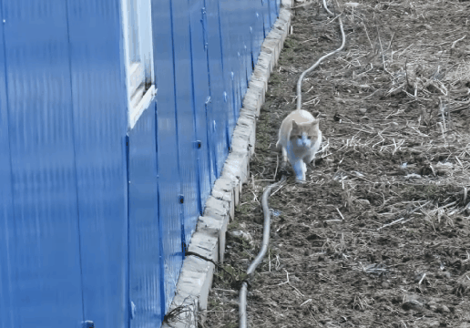 [hahaha] 뚱땅이 걸음걸이가 정말 특이하다는걸 한눈에 알아볼수있는 짤🐾 | 인스티즈