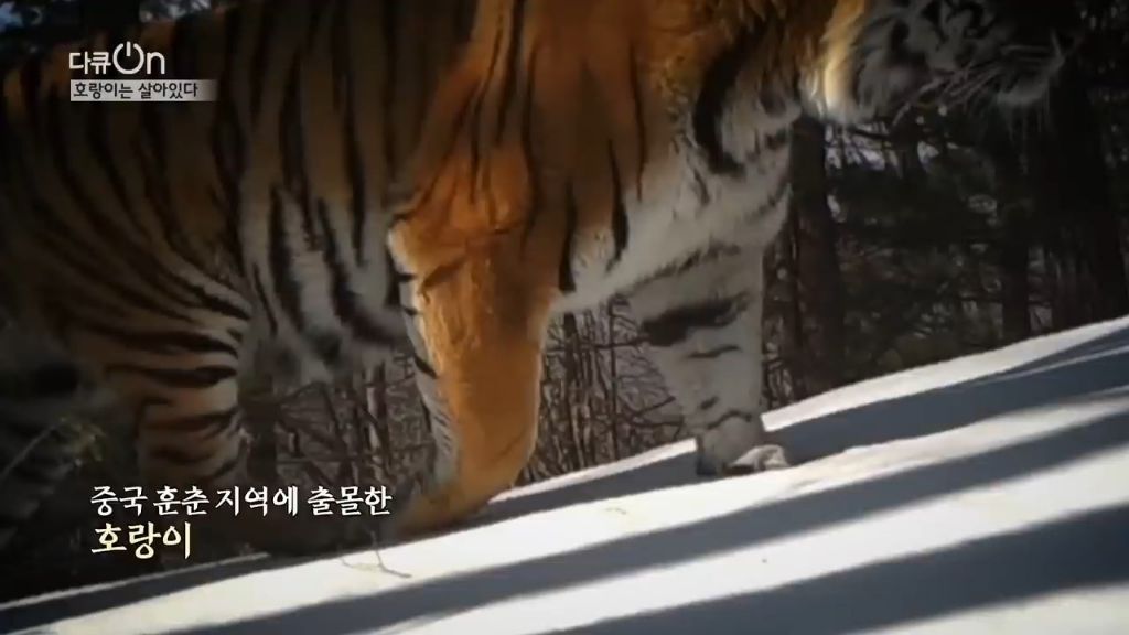 '절멸'의 '한국 호랑이'. 🐅 그 100년간의 이야기. -마지막- | 인스티즈