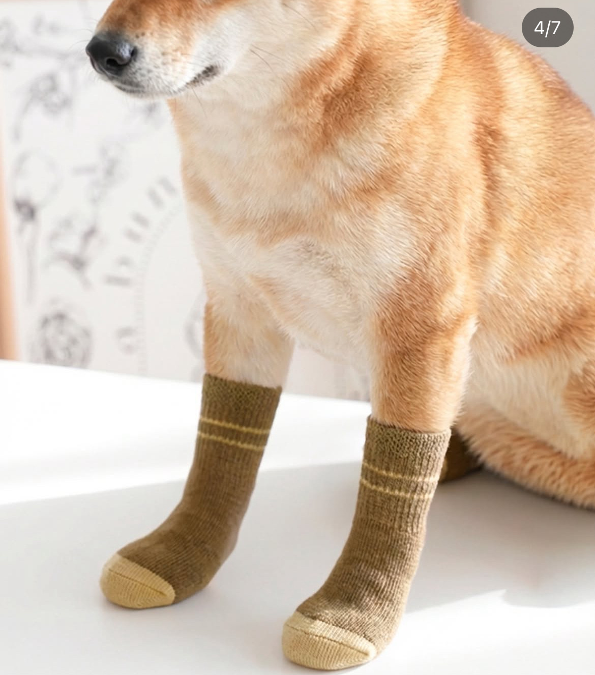 다이소 펫 용품 신상.jpg | 인스티즈