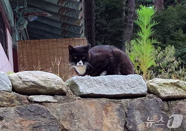 "길고양이 중성화 사업에 연간 237억원 혈세낭비…실효성 없어" | 인스티즈