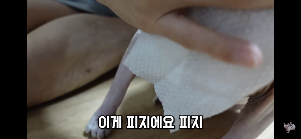 털이 없는 스핑크스는 키우기 편할까? (위생주의) | 인스티즈