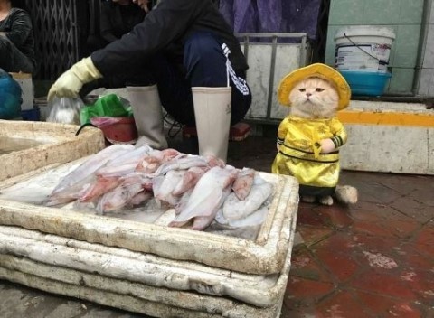 고양이와 생선 | 인스티즈