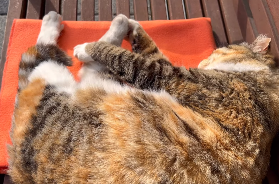 솜방맹이 보여주며 코고는 해삼(사실 고양이) | 인스티즈