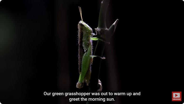 거대한 수조에 열대우림 환경을 조성해놓으면 생기는 일 - 2 | 인스티즈