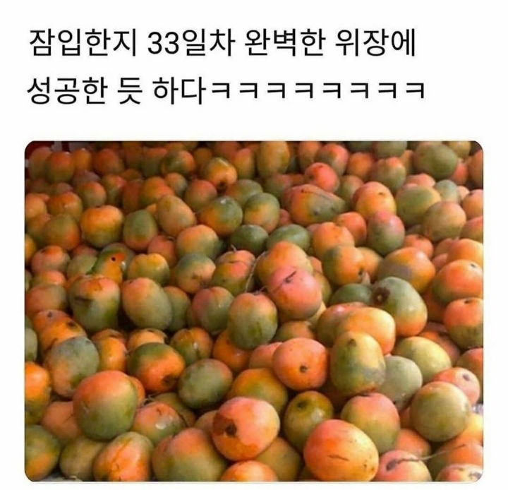 이 중에 하나는 여시들 배꼽이 빠지게 웃겨주겠지? 하나만 걸려라 1탄 | 인스티즈