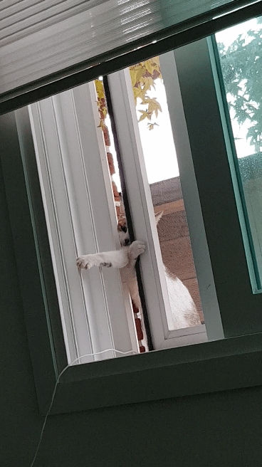 길냥이가 창문열고 들어오는거 목격했읍니다 | 인스티즈