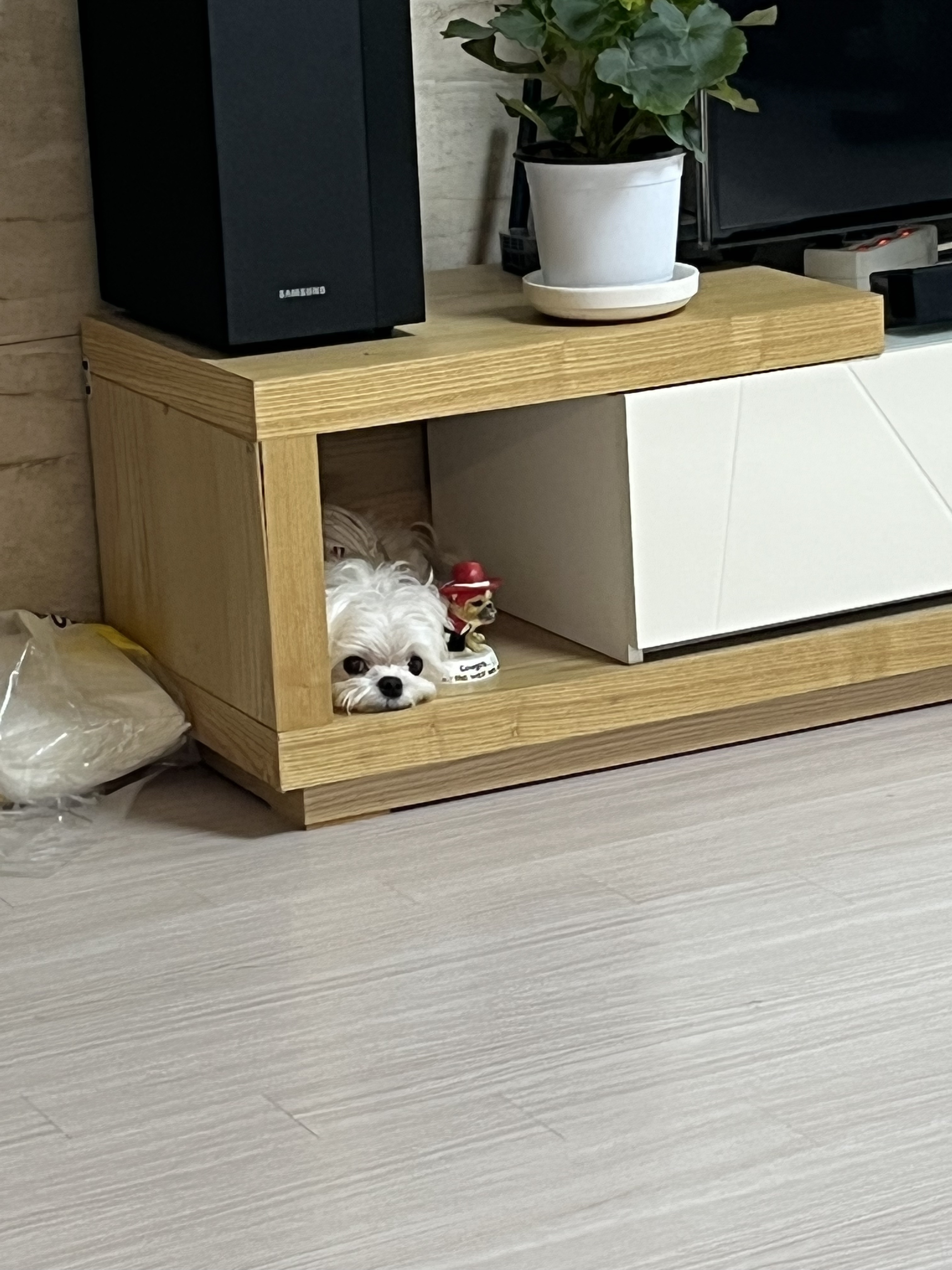 우리집 강쥐 진짜 웃긴데 친구가 동물농장 제보감이래 제보할까? | 인스티즈