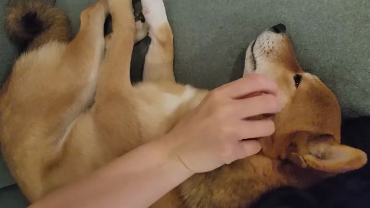 집에 강아지들끼리만 남겨졌을때 | 인스티즈