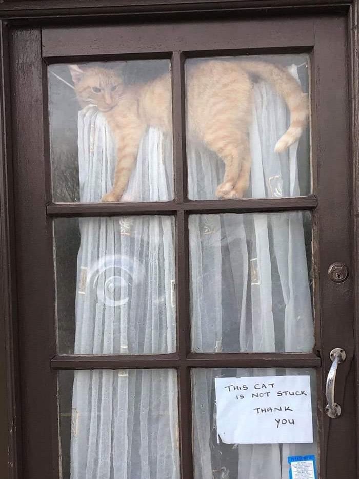 고양이는 혼란스럽다 | 인스티즈