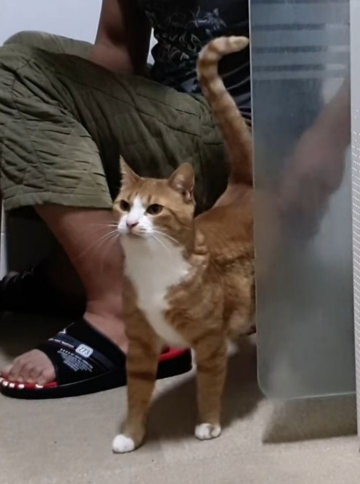 [매탈남] 매콤하게 생긴 고양이 | 인스티즈